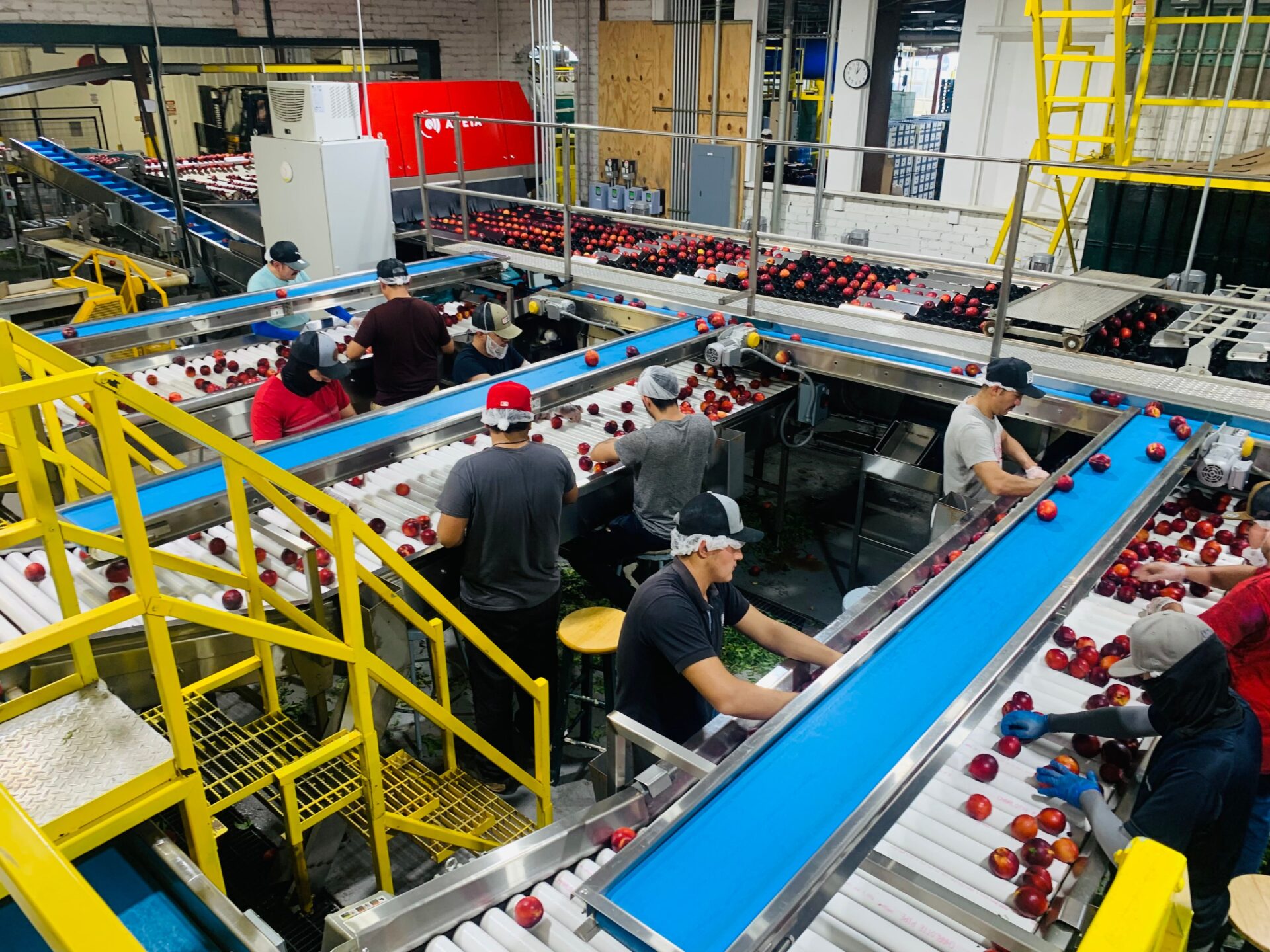 Workers sorting produce on conveyor lines inside a food processing facility where walls ceilings and floors require compliant coating systems
